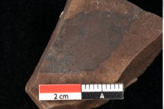 Foto (Detailsansicht) von Quercus palaeoilex Ettingshausen (NHMW-GEO-2024-0188-0878)